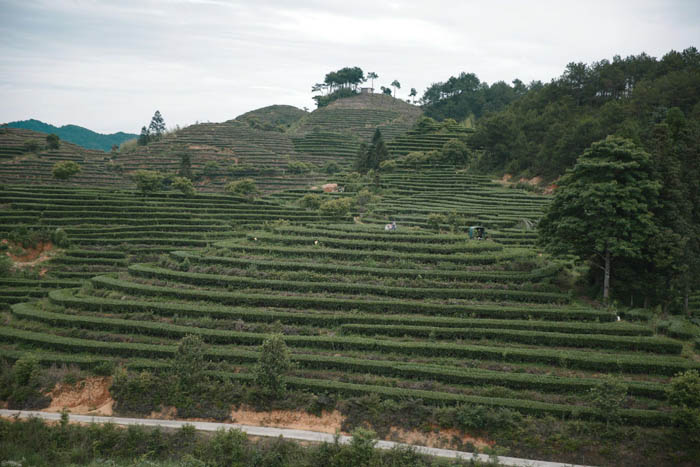 臻貴人?白毫銀針/K?風(fēng)范